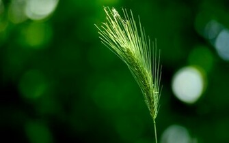 Wallpaper Green Wheat Desktop Background
