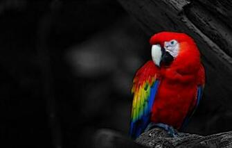 Wallpaper Red Bird Parrot Black And White Image For Desktop
