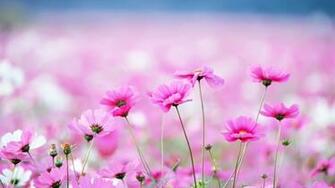 Wallpaper Wildflower Desktop Plants