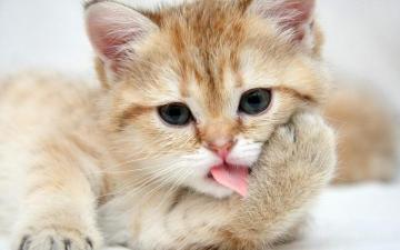Funny 4k Wallpaper For Your Desktop Or Mobile Screen And