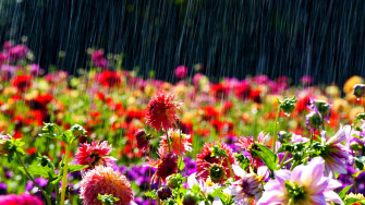 Rainy Spring Day Colourful Flowers In The Garden