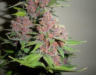 Purple Marijuana Bud HD Weed Wallpaper