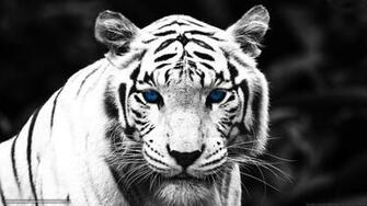 Wallpaper Tiger Black And White Desktop In