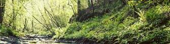 Bushcraft Knife Guide A Buyer S To Knives