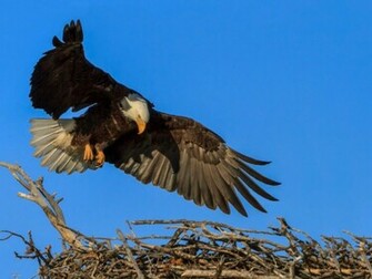 Bald Eagle HD Wallpaper Pictures Image Background Photos