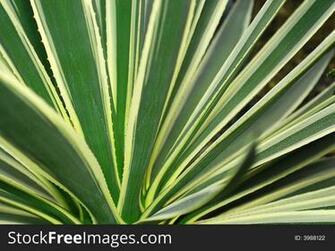 Agave Leafs Background Stock Image Photos