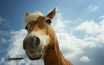 Back Wallpaper Original Grass Horses Horse