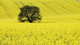 Rapeseed Crop Wallpaper