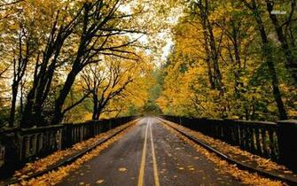 Bridge Covered In Foliage Wallpaper World