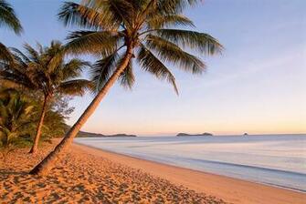 Beach Sand Wallpaper Palm Trees