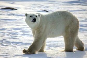 Polar Bear Desktop Background AnimalplanetHD