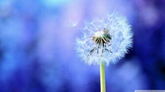 Dandelion On Purple Background Wallpaper