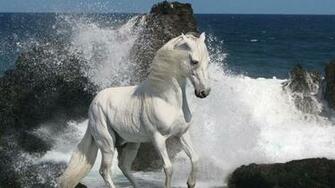 Beautiful White Running Horse And Sea Wallpaper HD Widescreen