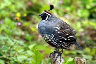 Quail Wallpaper