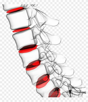 Spine Transparent Background Vertebral Column HD