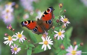Butterflies Flowers