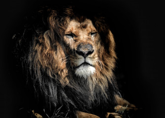 Old Lion 4k UHD Wallpaper