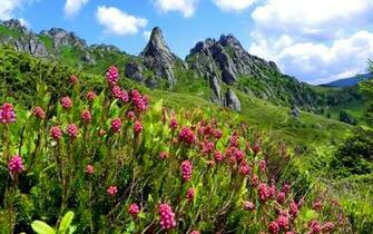 Mountain Wildflowers Wallpaper Galleryhip The