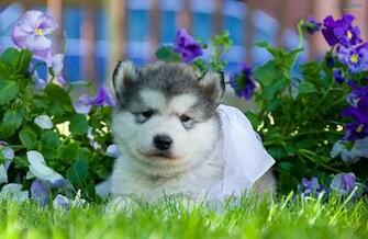 Husky Wallpaper