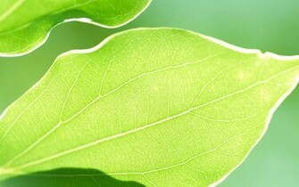 Mac Green Natural Default Apple Desktop Background HD Wallpaper