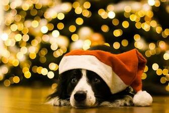 Desktop Wallpaper Border Collie Dogs New Year Winter Hat Animal