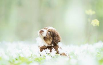Wallpaper Dog Spring Puppy Image For Desktop Section