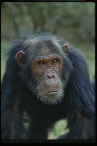 Chimpanzees