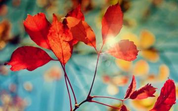 Glare Of Autumn Wallpaper Photo 3d Models