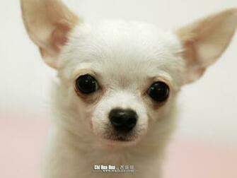 Chihuahua Puppy Wallpaper Pictures No