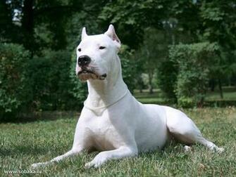 Dogo Argentino Wallpaper HD