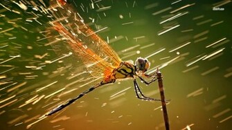 Dragonfly Wallpaper Animal