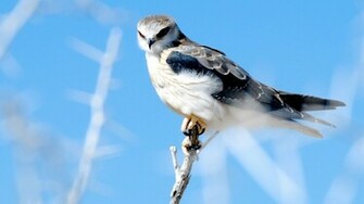 Wallpaper Bird Of Prey