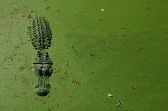 Alligator Immersed In The Swamp