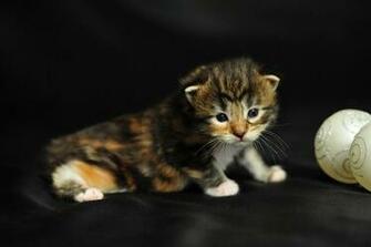 Pictures Wallpaper Maine Coon Kitten