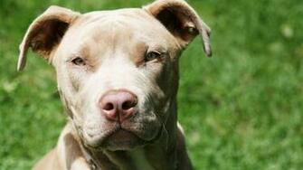 Pit Bull Dog Full HD Wallpaper