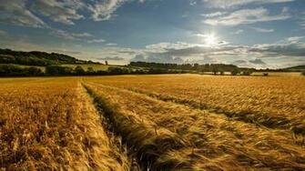 Description Amazing Corn Field Wallpaper Is A Hi Res For Pc