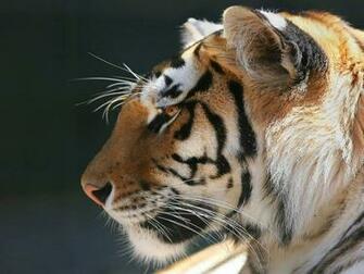 Bengal Tiger Wallpaper Jpg