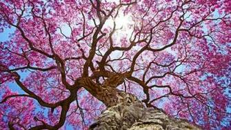 HD Nature Wallpaper Habitat Image