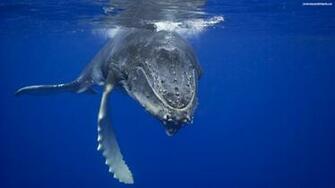 Descargar Imagen Marine Fish Wallpaper HD Widescreen Gratis