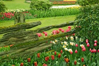 Beautiful Flower Garden Forest Cool Wallpaper Wonderful