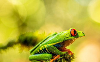 Frog 4k Wallpaper For Your Desktop Or Mobile Screen And Easy