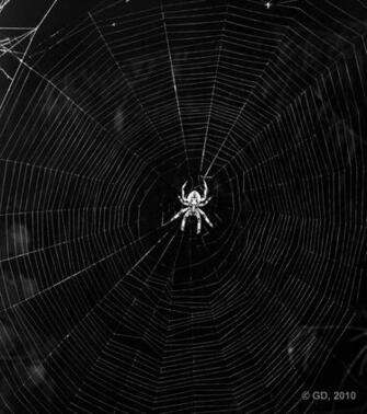 Spider Web Background