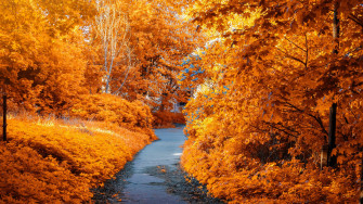 4k Fall Wallpaper