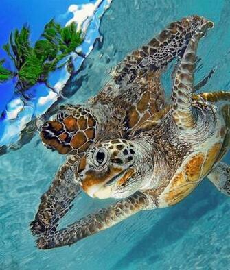 Beautiful Wallpaper Turtle HD