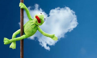 Funny Kermit Pictures Wallpaper