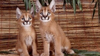Exotic Cats Wallpaper HD