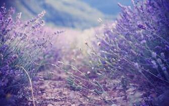 Nature Flowers Pastel Lawender Wallpaper