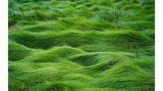 Grass Blades Nature 4k Wallpaper