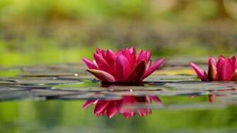 Water Lily Wallpaper HD Gifs