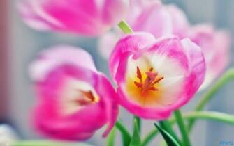 HD Flowers Wallpaper And Desktop Background New